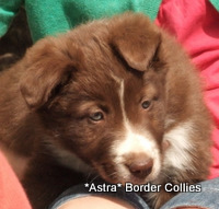 Red and white Female border collie puppy